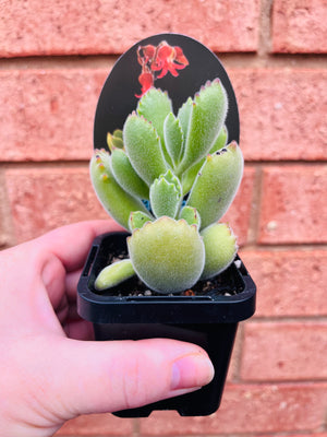 Cotyledon tomentosa subsp. ladismithiensis - 'Bear's Paw'