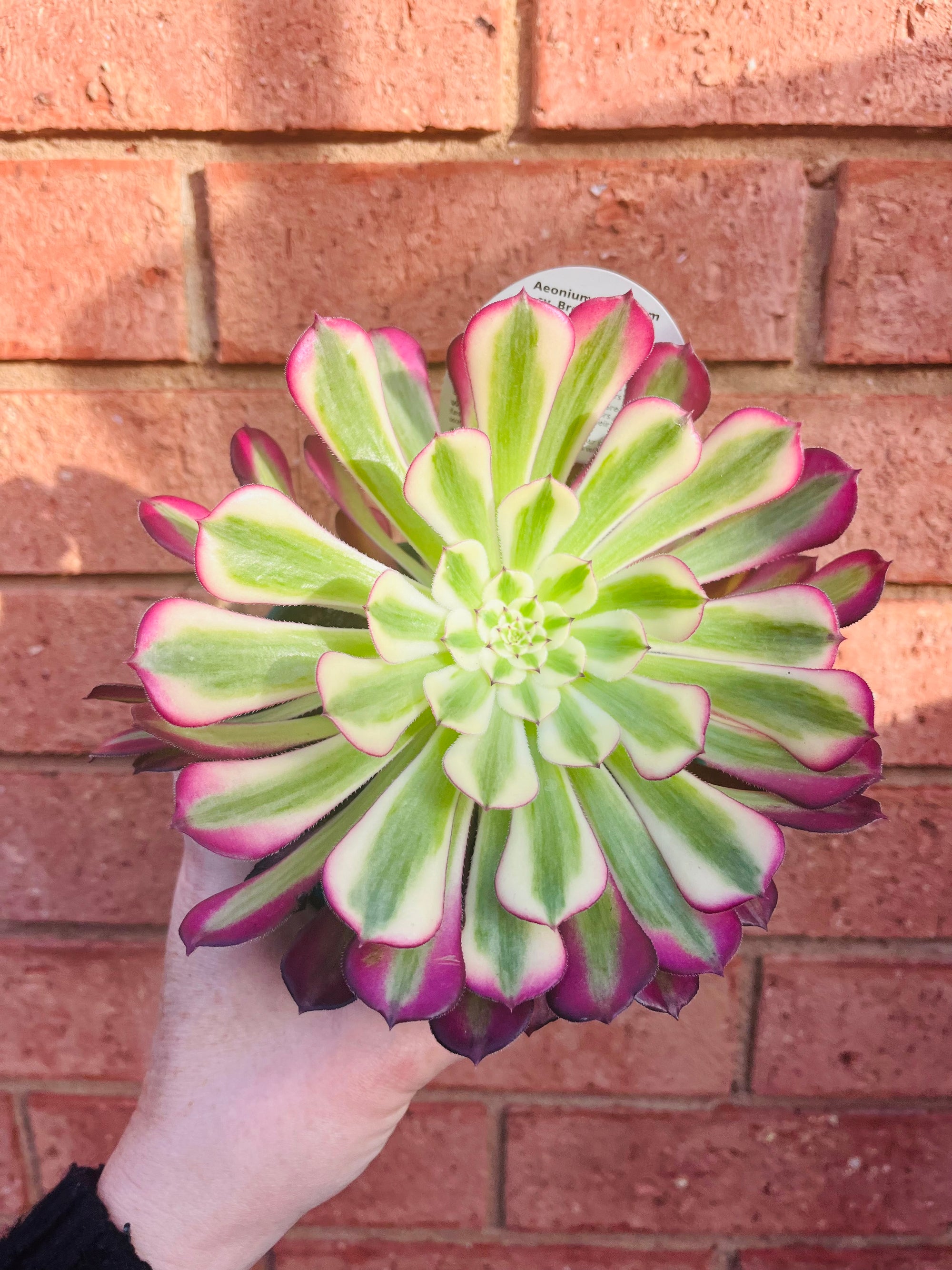 Aeonium arboreum cv 'Bronze Teacup'