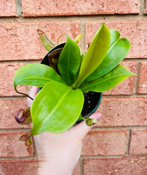 Nepenthes 'Gentle' - Pitcher Plant