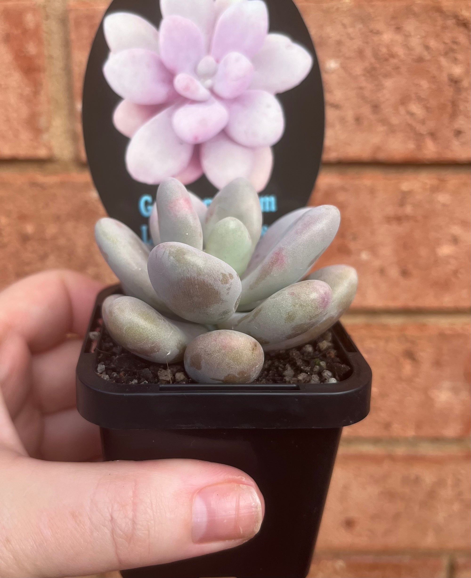 Graptopetalum 'Lavender Pebbles'