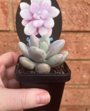 Graptopetalum 'Lavender Pebbles'