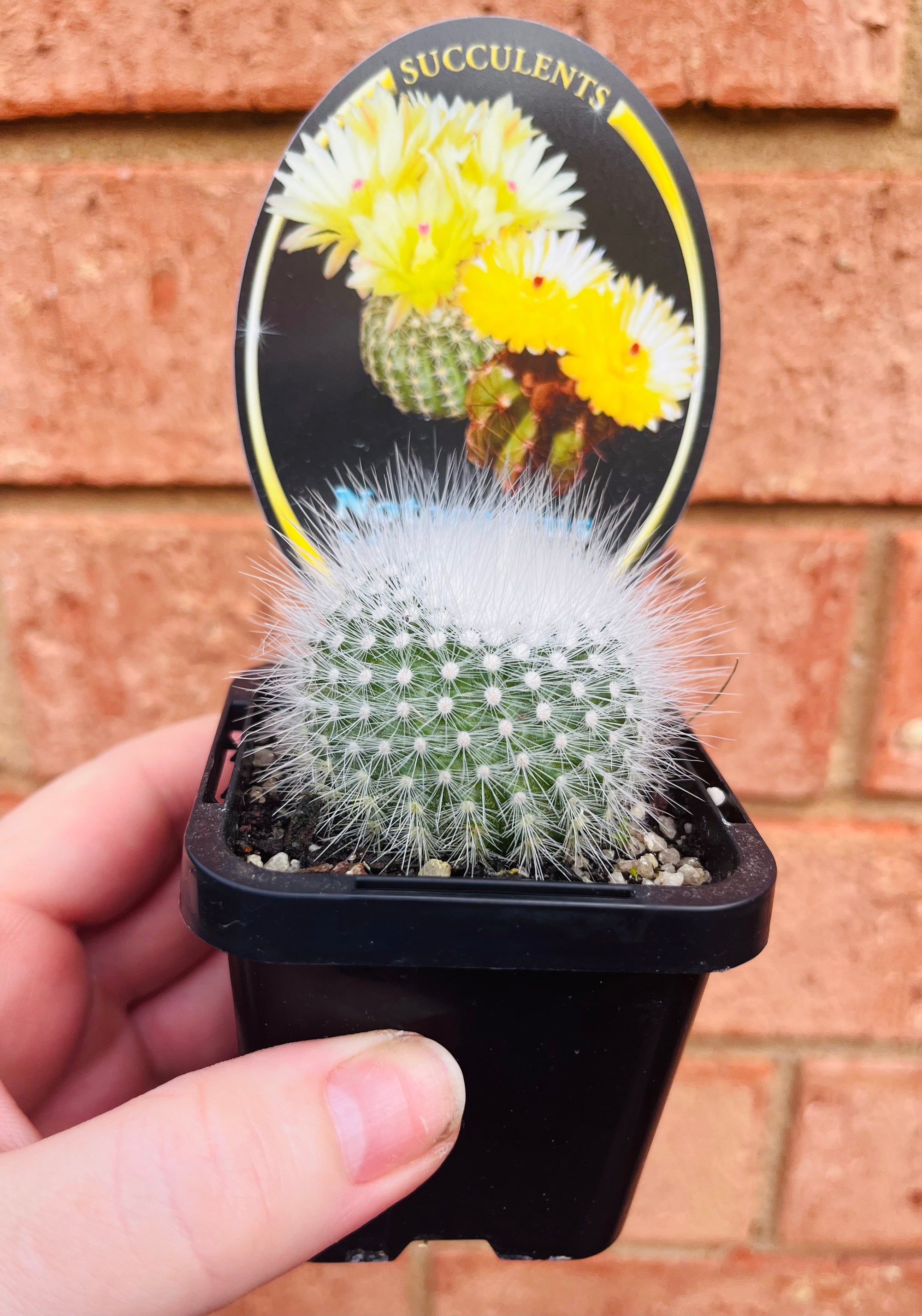 Notocactus ottonis, elegans submamulosus