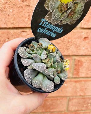 Titanopsis calcarea