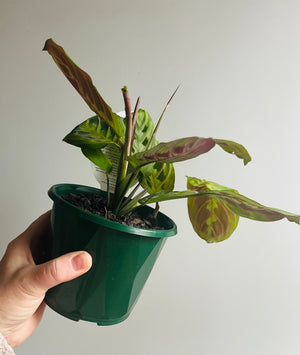 Maranta Leuconeura - Red Vein Prayer Plant