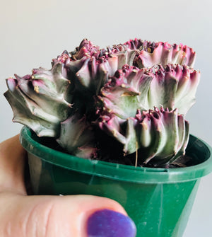 Euphorbia lactea 'cristata' variegated