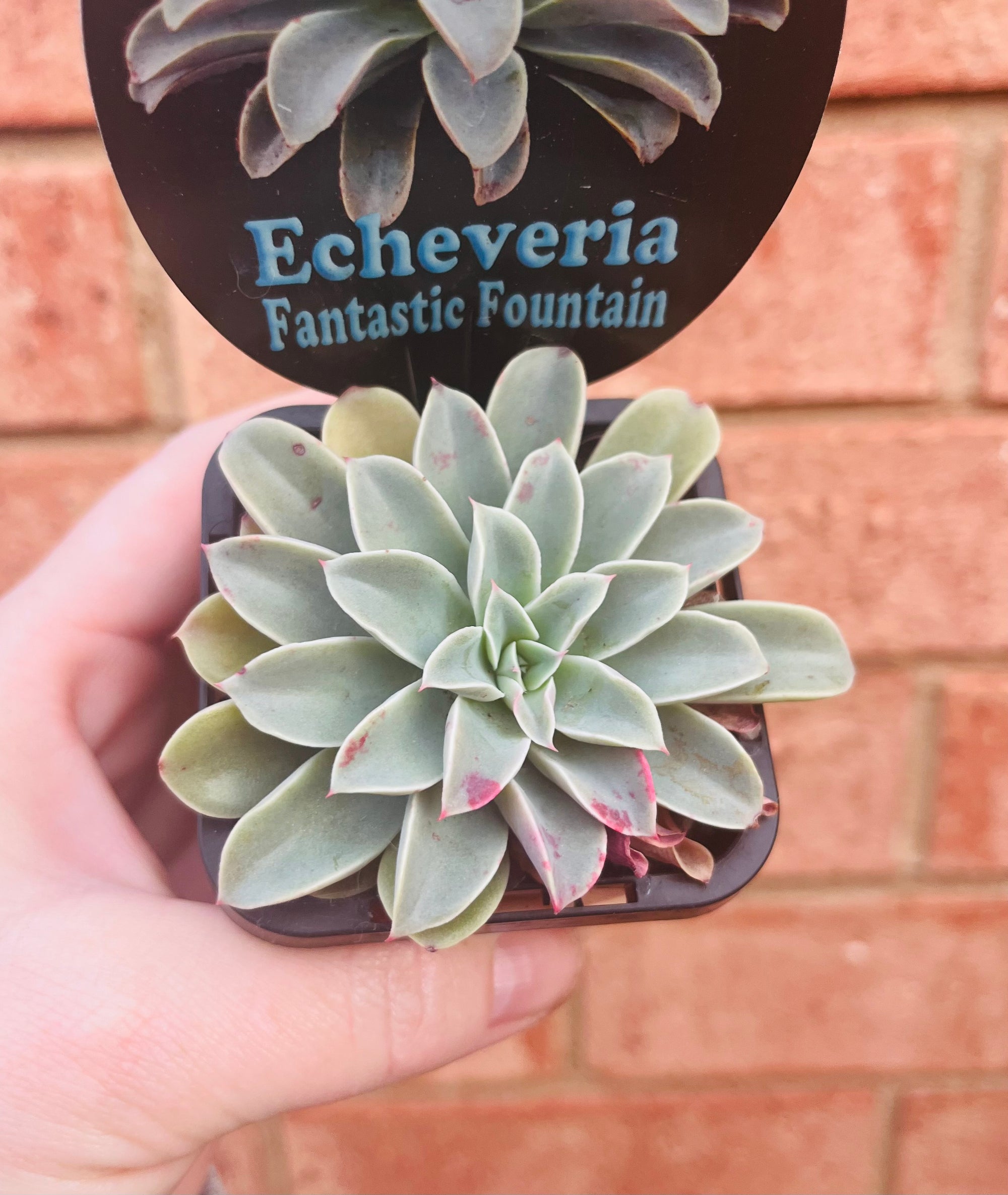 Echeveria 'Fantastic Fountain'