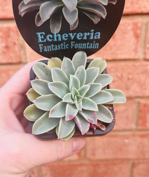 Echeveria 'Fantastic Fountain'