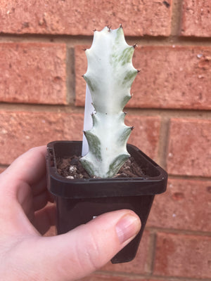 Euphorbia lactea variegata