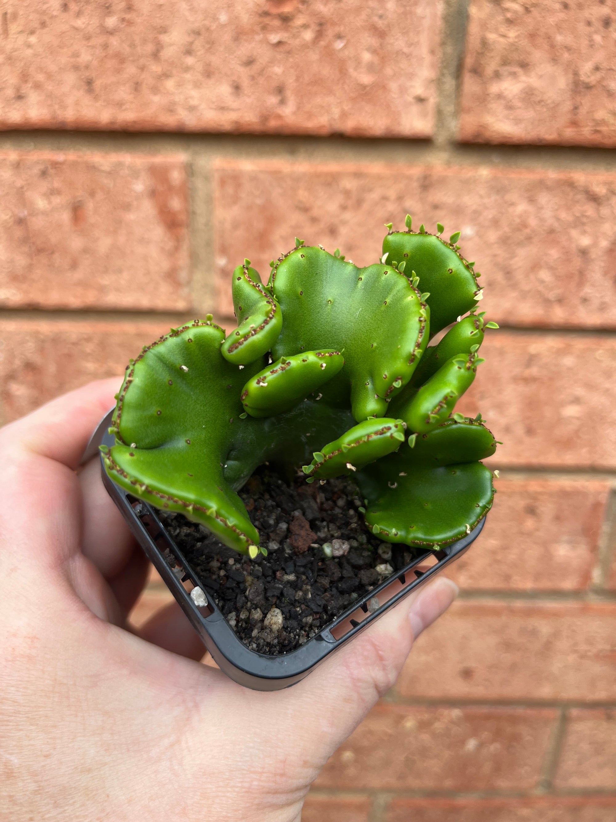 Euphorbia alluaudii forma cristata