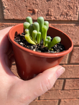 Fenestraria rhopalophylla - Babies Toes