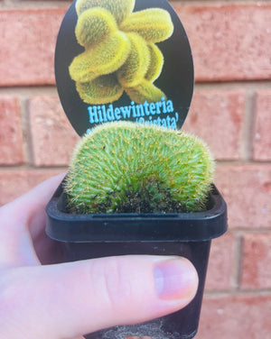 Cleistocactus winteri 'Cristata syn Hildewinteria aureispina 'Cristata'