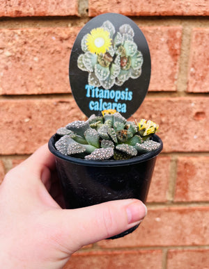 Titanopsis calcarea