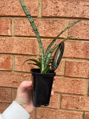 Sansevieria trifasciata -  Silver Princess