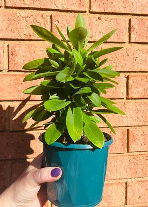 Monadenium stapeliodes (Now Euphorbia succulenta)