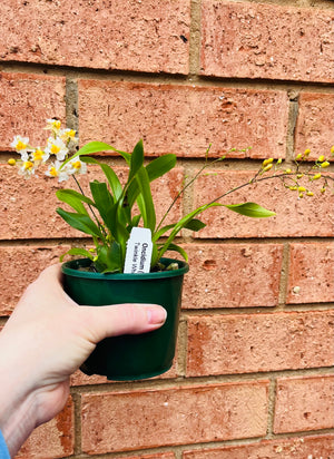 Oncidium - Twinkle (White)