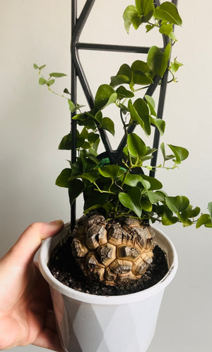 Dioscorea elephantipes ‘The Elephant’s Foot’