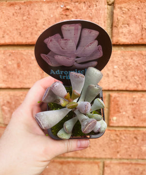 Adromischus triflorus