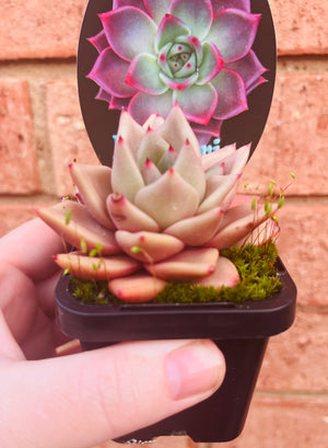 Echeveria cv. 'Taurus'