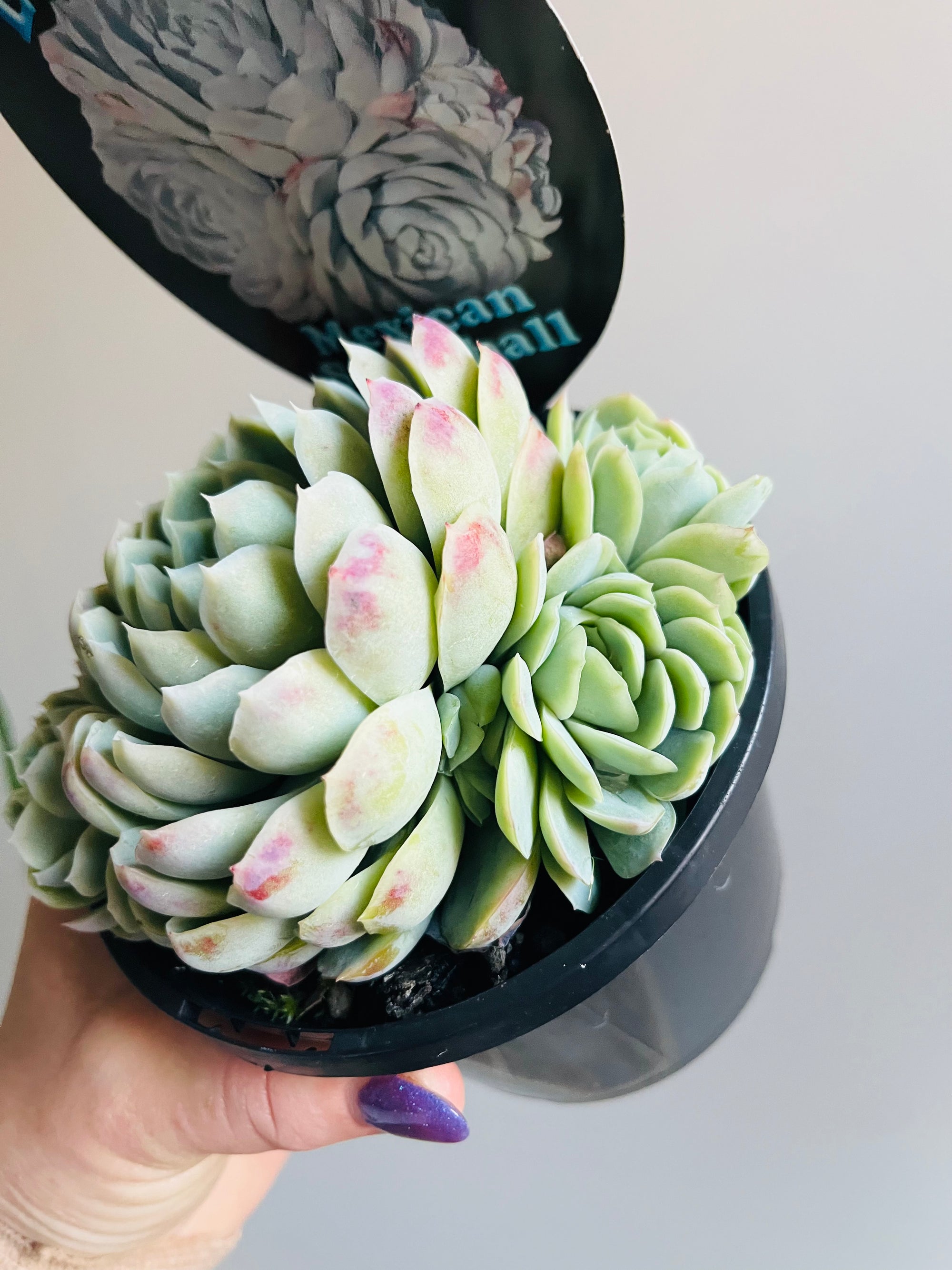 Echeveria elegans 'Mexican Snowball'