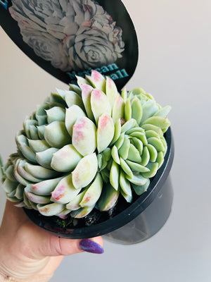 Echeveria elegans 'Mexican Snowball'