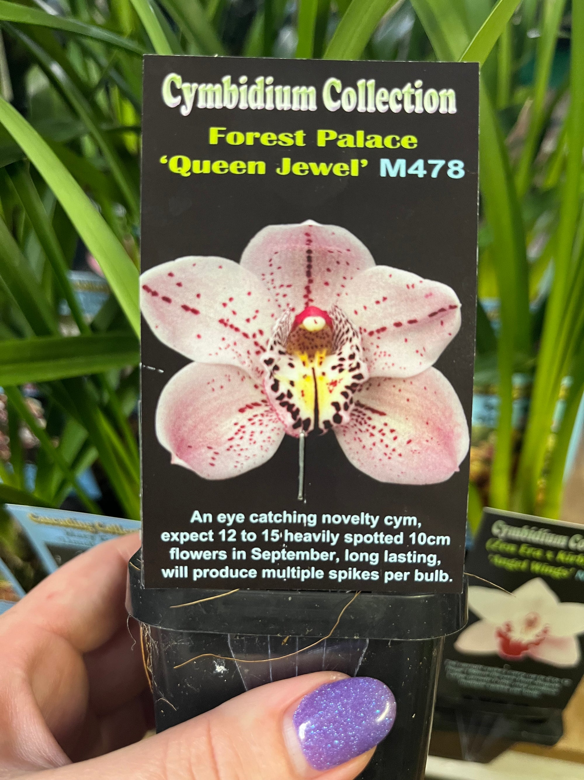 Cymbidium Collection - Forest Palace 'Queen Jewel' M478