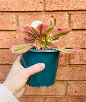 Aeonium arboreum cv. Pink Witch