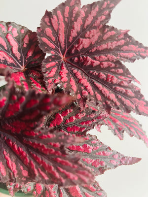 Begonia rex - Bewitched