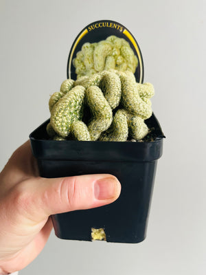 Mammillaria Elongata Cristata - The Brain Cactus