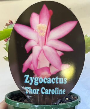 Schlumbergera Zygocactus varieties - 110mm Pot