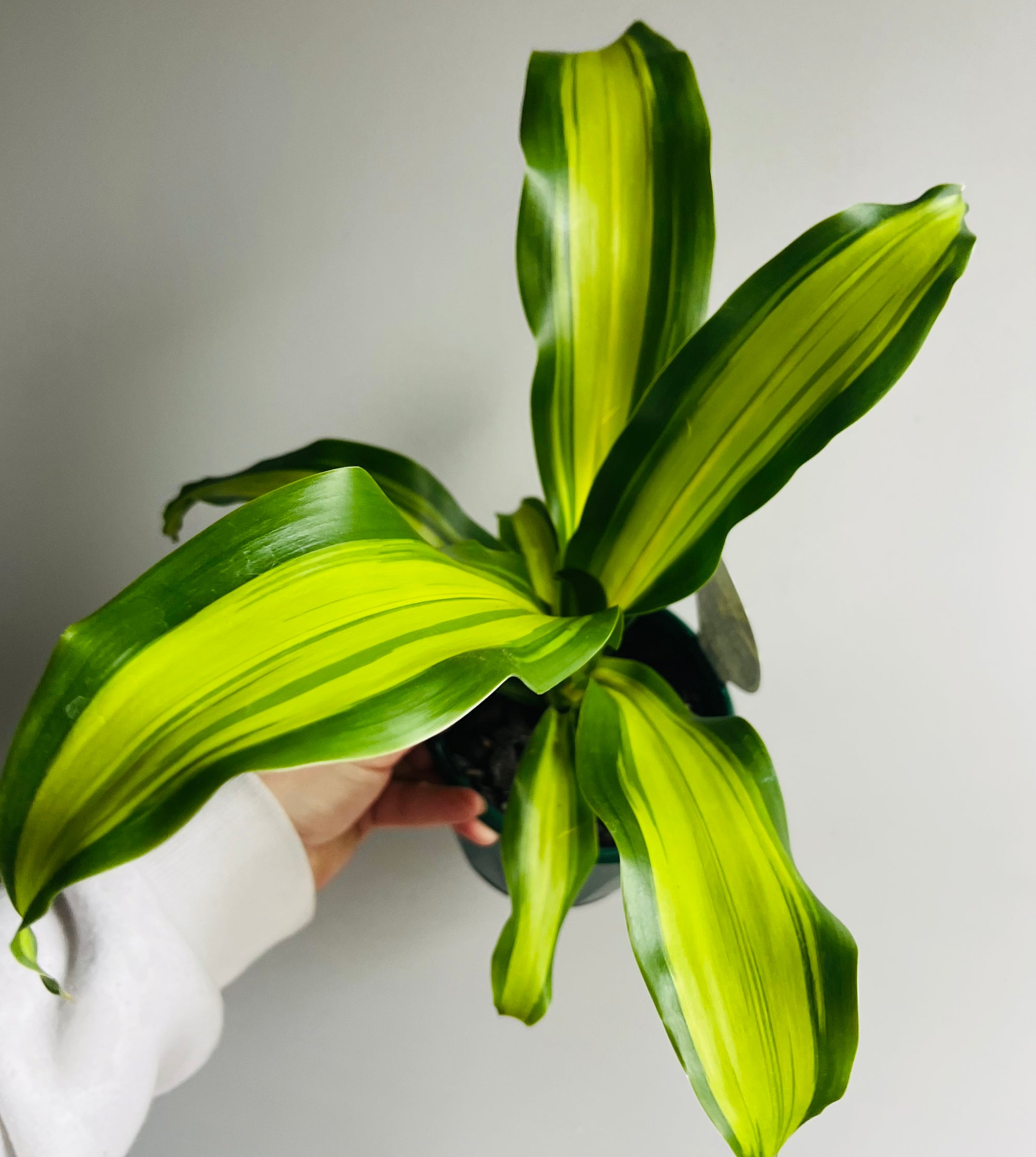 Dracaena fragrans cv. Massangeana 'Gold Cord' - Happy Plant