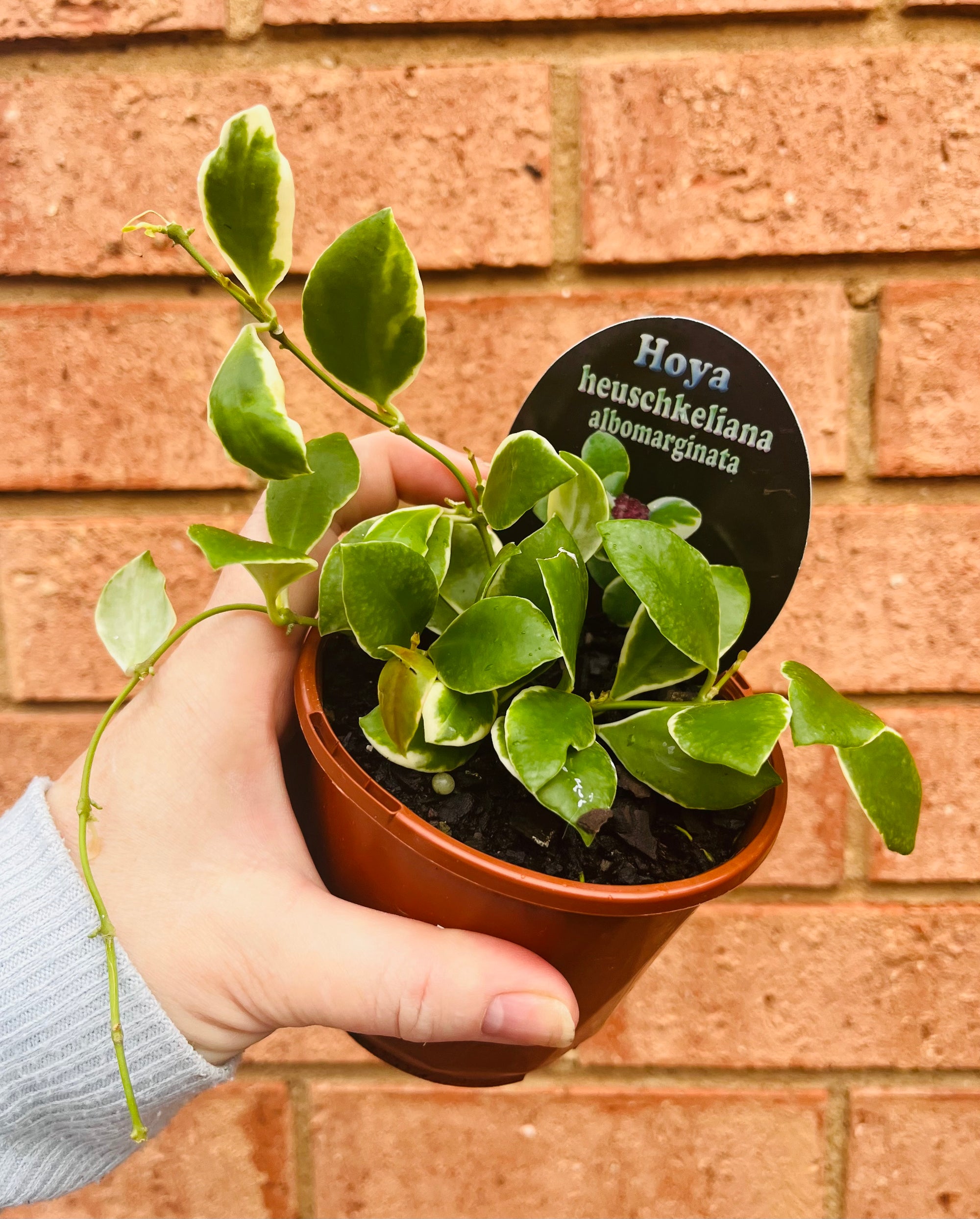 Hoya - Heuschkeliana albomarginata Collection No. 213