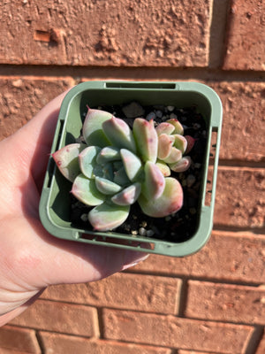 Echeveria 'Rumengling'