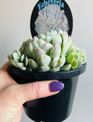 Echeveria elegans 'Mexican Snowball'