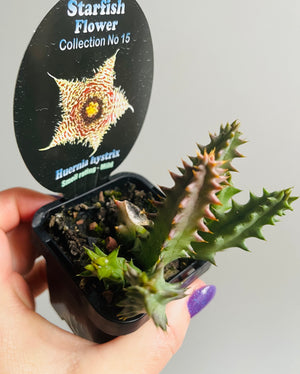 Huernia hystrix - Starfish Flower Collection No. 15