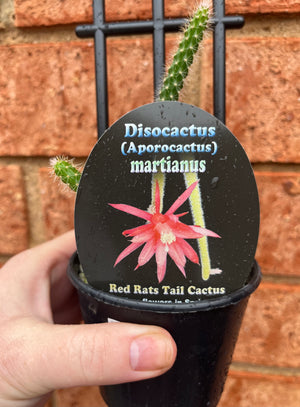 Disocactus (Aporocactus) martianus ‘The Red Rat Tail Cactus’