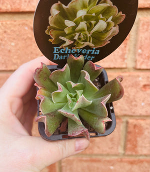 Echeveria 'Dark Vadar'