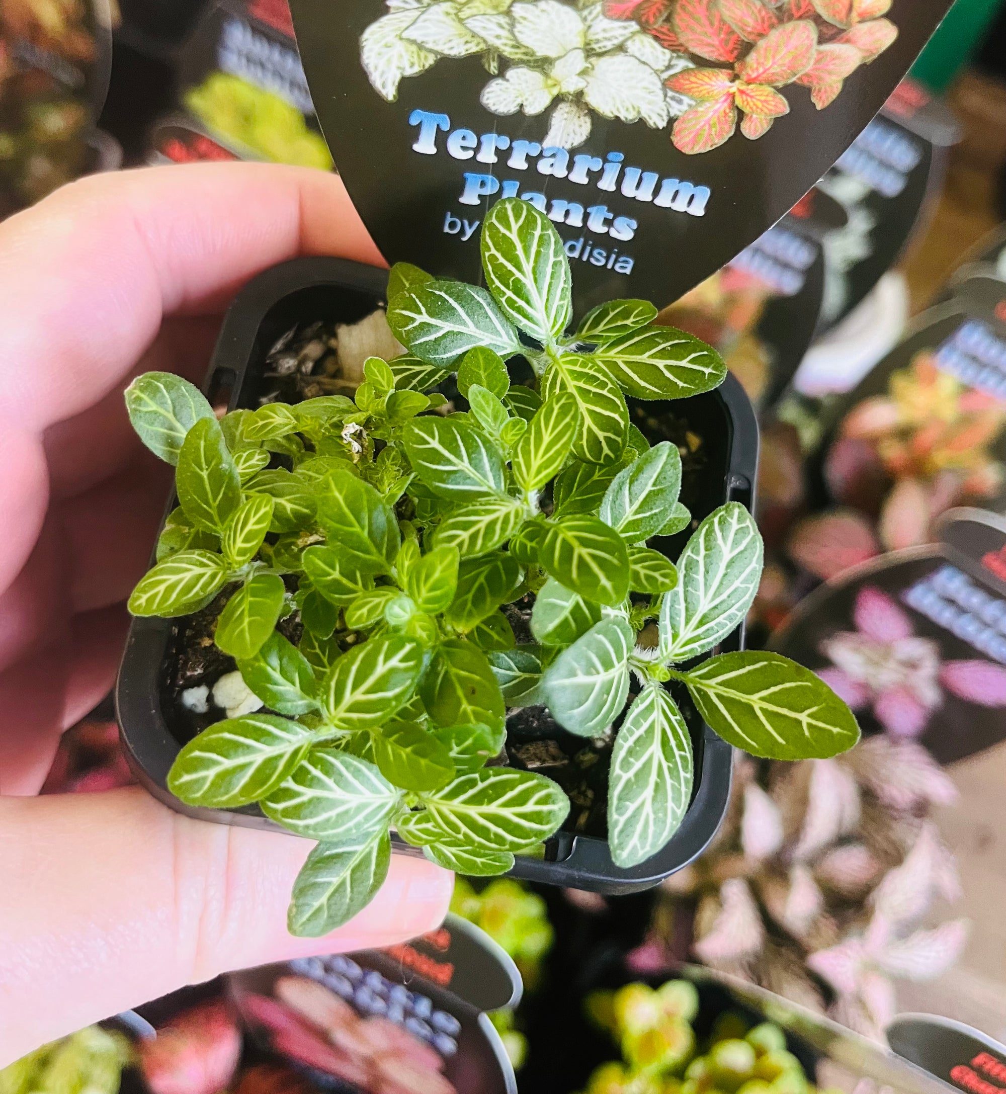 Fittonia - Hybrid (green & white)