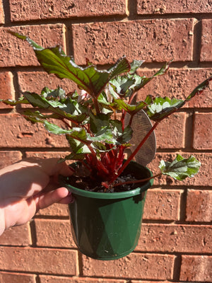 Begonia rex hybrid - Alaskan Creek