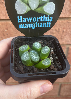 Haworthia maughanii