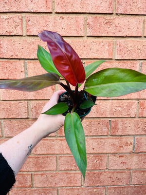 Philodendron ‘Sun Red’