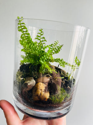 Displays & Terrariums - Medium Cylindrical Display - Fern & Moss