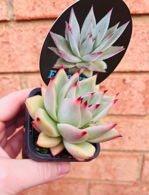 Echeveria agavoides - Sirius