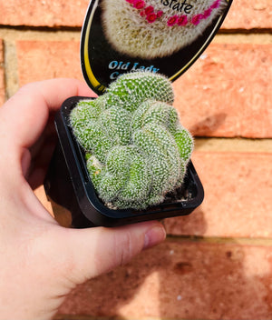 Mammillaria hahniana 'Old Lady Cactus' crested