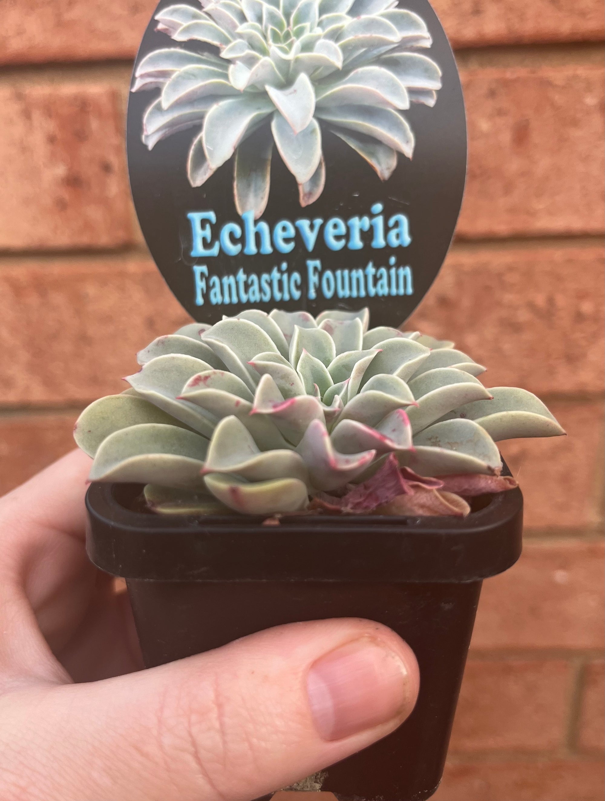 Echeveria 'Fantastic Fountain'