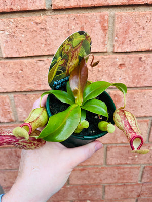 Nepenthes 'St Gaya' - Pitcher Plant