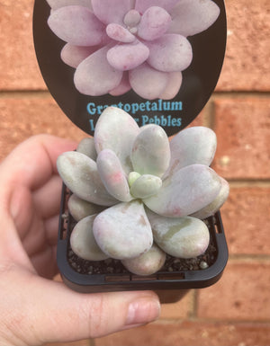 Graptopetalum 'Lavender Pebbles'