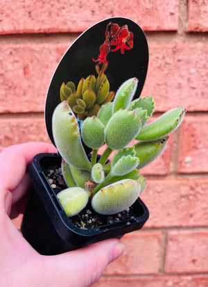 Cotyledon tomentosa subsp. ladismithiensis - 'Bear's Paw'