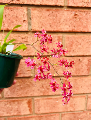 Oncidium - Twinkle (Red)