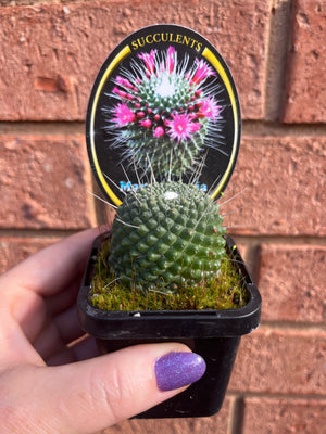 Mammillaria Pico (spinosissima cultivar)