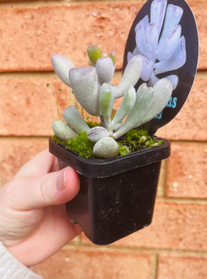 Adromischus triflorus